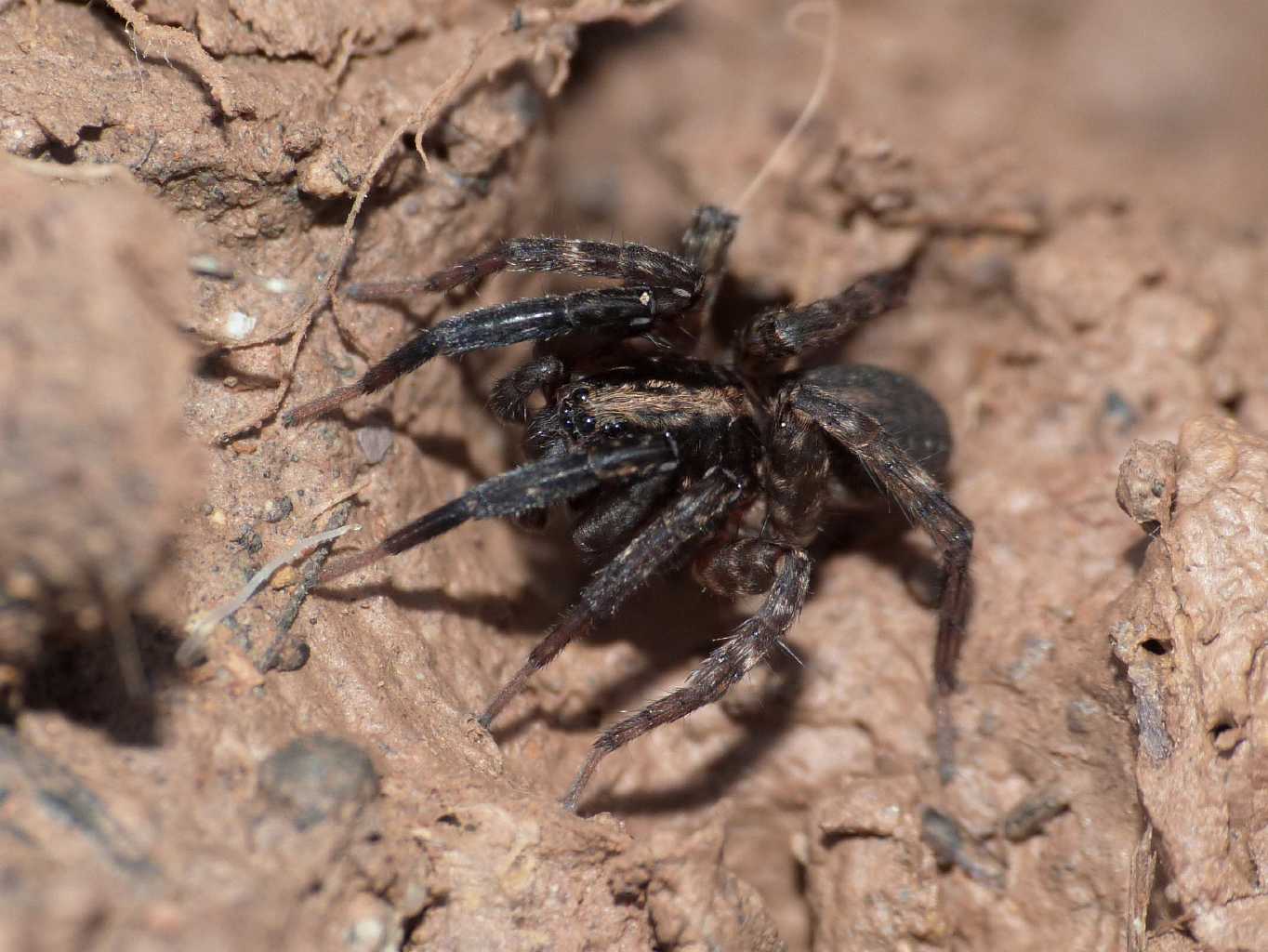 Alopecosa albofasciata; Trochosa sp. - Tolfa (RM)